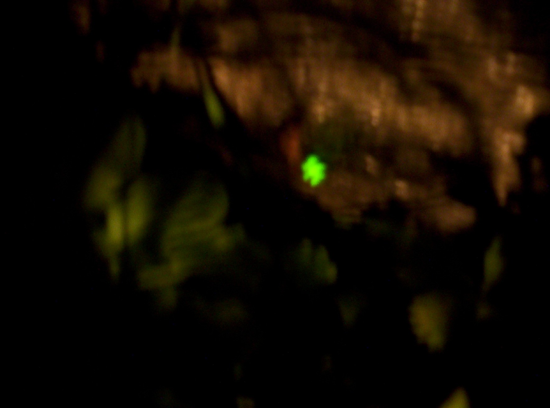 Un animaletto luminoso: Lampyris noctiluca
